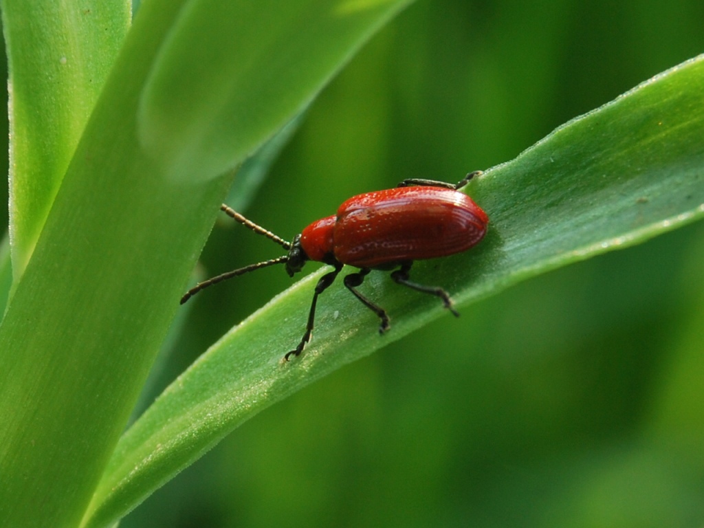 Nuova id - Lilioceris lilii